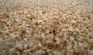 Carpets and Fabrics Holding Dust
