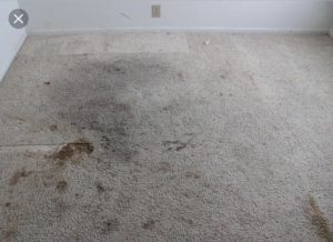 Dirty Carpets and Upholstery