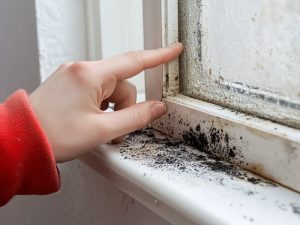 How to Prevent Mold from Coming Back