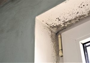 Black Mold on Window Sill 