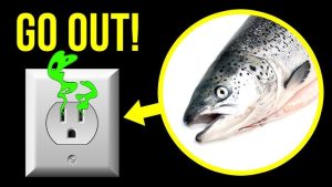 Electrical Problems (Most Important Cause smell like fish