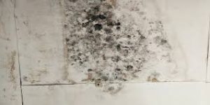 Nearby Plumbing Issues