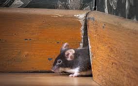 hidden moisture inside wall smell